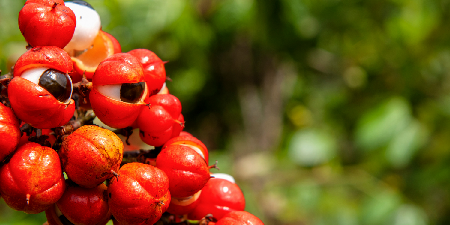 Guarana - Die beste Koffeinquelle der Welt?!