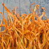 Cordyceps (Vitalpilz)